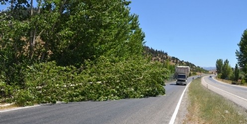 Rüzgarın devirdiği ağaç yolu kapattı