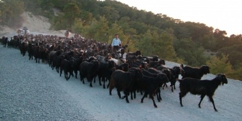 Türkiye`nin Keçi Varlığı Artıyor