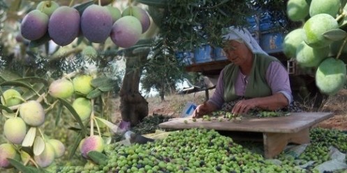 Kahramanmaraş`ta Zeytincilik Yaygınlaşıyor 