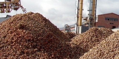 365 bin ton şeker pancarı işlenecek