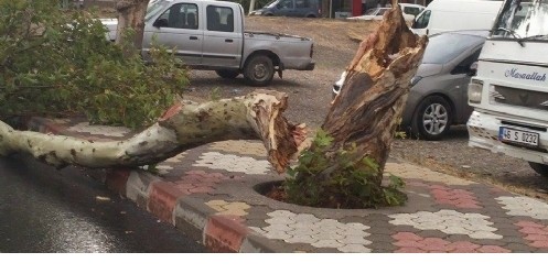 Yıldırım Ağaçları Parçaladı
