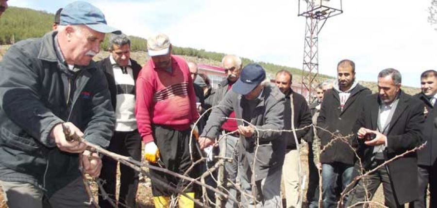 Üreticilere uygulamalı budama eğitimi verildi