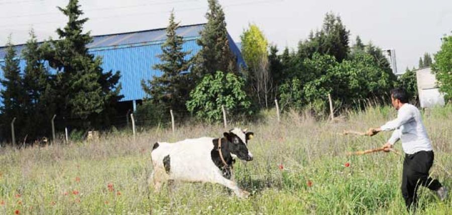 Kaçak inek vurularak yakalandı