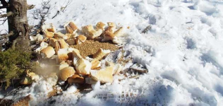 Belediye ekipleri kuşlara yem bıraktı